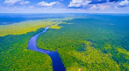 Amazon Ormanları Hakkında Bilmeniz Gereken Her Şey