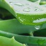 Aloe Vera Suyu Nasıl Hazırlanır?  