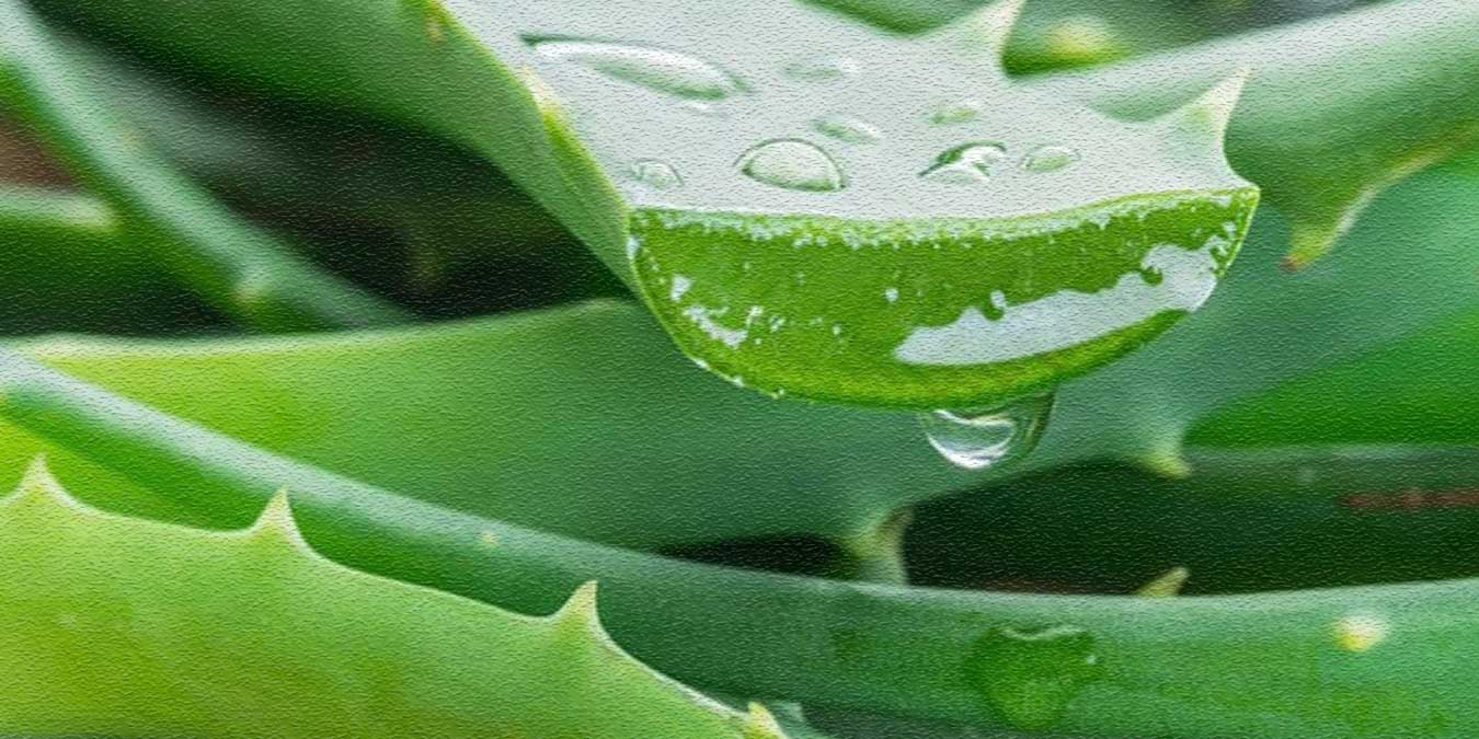 Aloe Vera Suyu Nasıl Hazırlanır?  