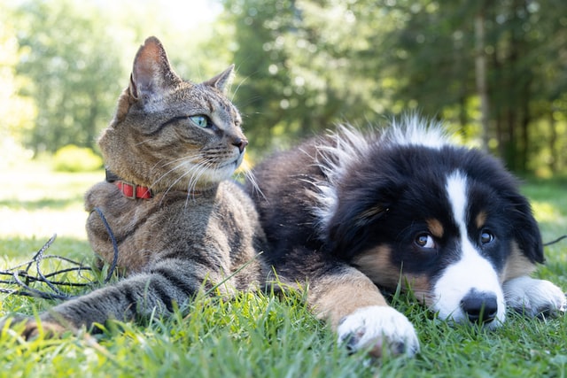 Evcil Hayvanların Ruh Sağlığınız için 3 Faydası