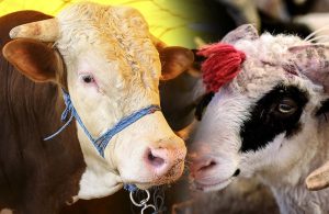 Kurban Bayramında ne kadar et tüketmeliyiz , doğru et tüketimi nasıl olmalı?