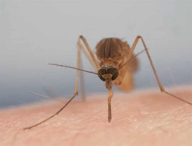 Sivrisinekler Hakkında Bilinmeyen Gerçekler!