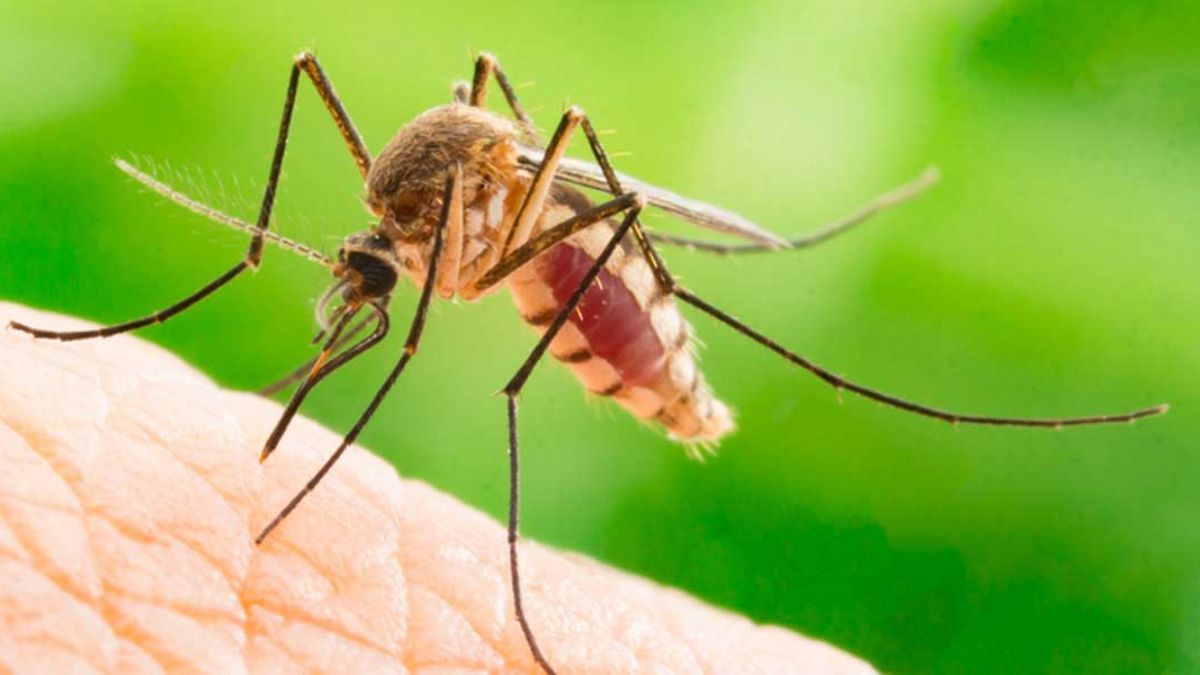 Sivrisinekler Hakkında Bilinmeyen Gerçekler!