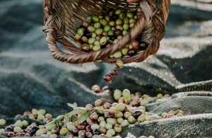 Zeytin Hasadında Doğru Zamanlama