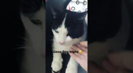 9 Sırrıyla Hande Erçel Yeni Kedisi Cinsi ve 2026 Yavru Fiyatları