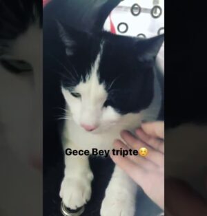 9 Sırrıyla Hande Erçel Yeni Kedisi Cinsi ve 2026 Yavru Fiyatları