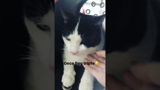 9 Sırrıyla Hande Erçel Yeni Kedisi Cinsi ve 2026 Yavru Fiyatları