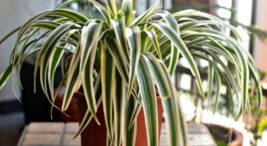 İç Mekan Bitkileri Bakım Rehberi: Hangi Oda İçin Hangi Bitki?