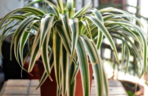 İç Mekan Bitkileri Bakım Rehberi: Hangi Oda İçin Hangi Bitki?