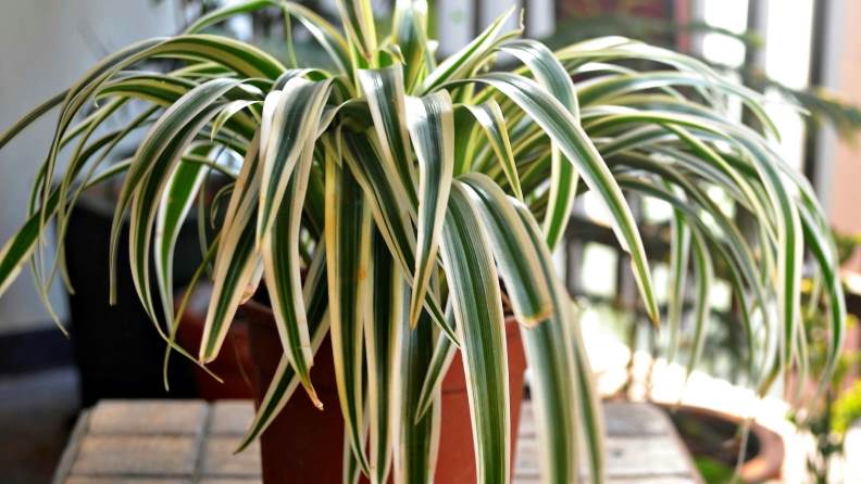 İç Mekan Bitkileri Bakım Rehberi: Hangi Oda İçin Hangi Bitki?