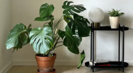Deve Tabanı (Monstera Deliciosa)