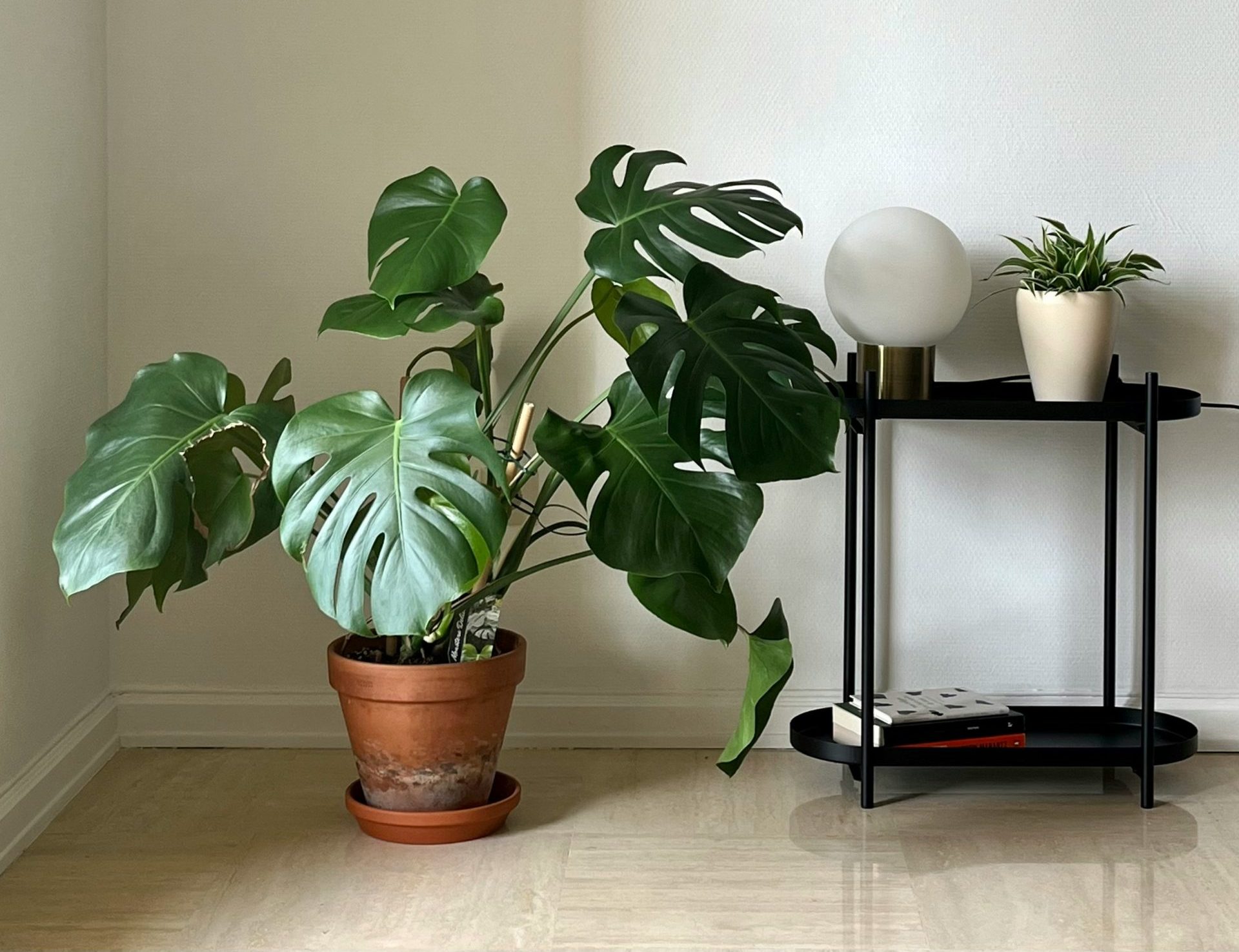Deve Tabanı (Monstera Deliciosa)